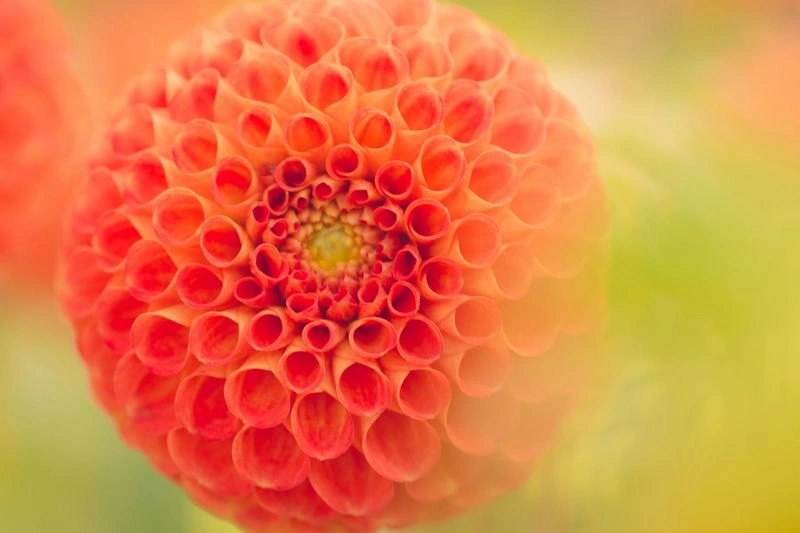 Zinnia