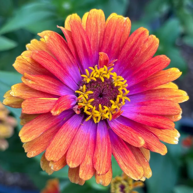 Zinnia