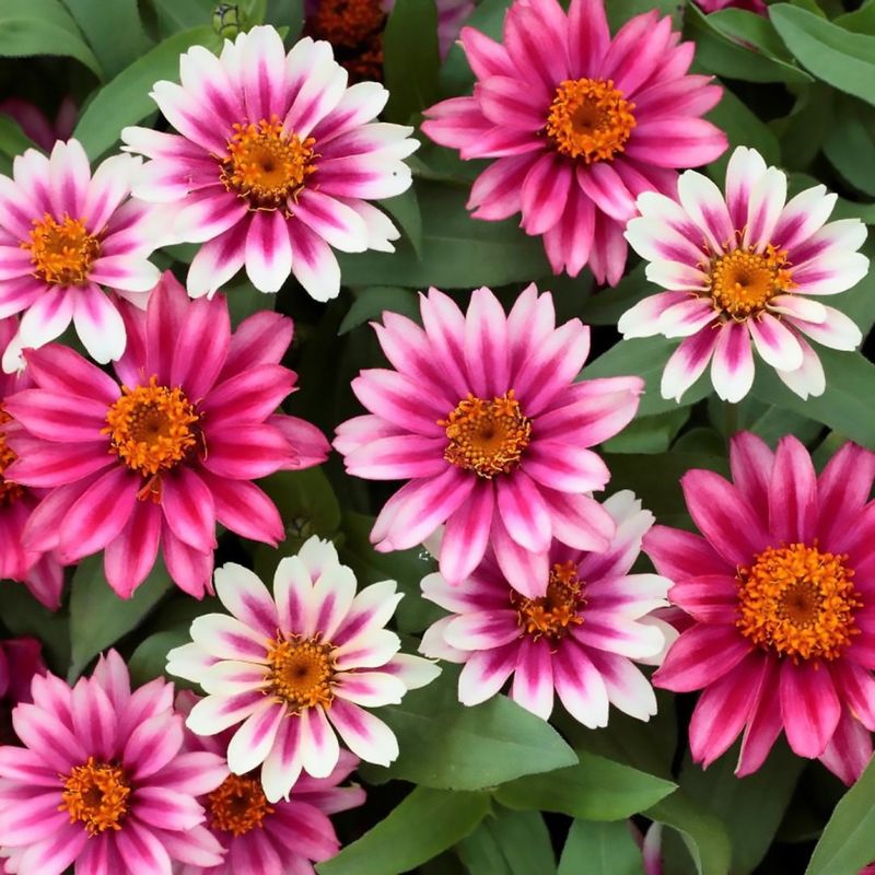 Zinnia