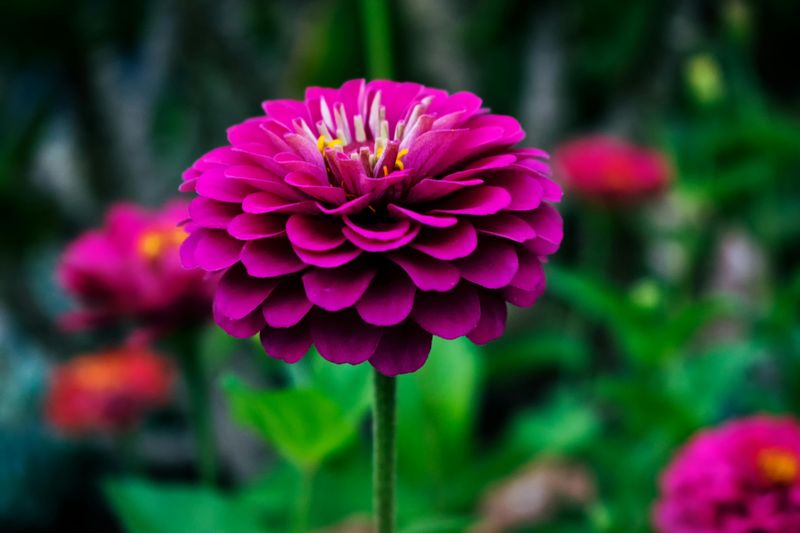 Zinnia