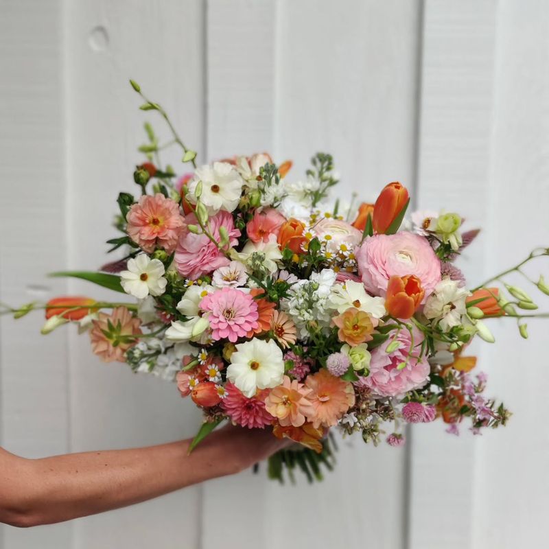 Zinnia