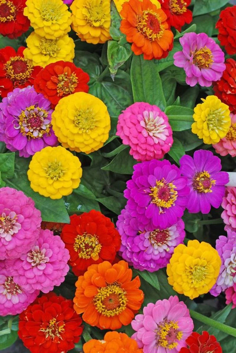 Zinnia