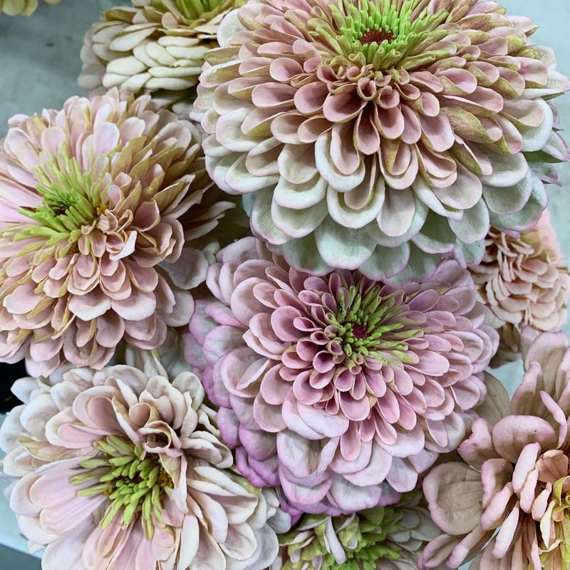 Zinnia