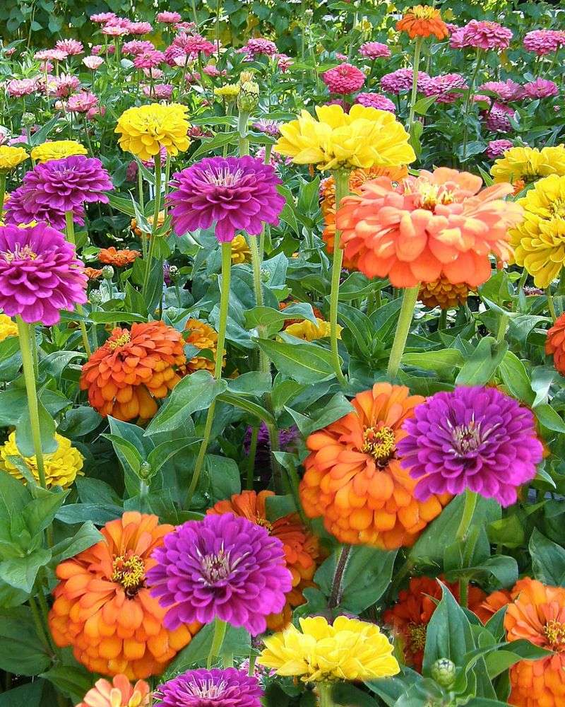 Zinnia