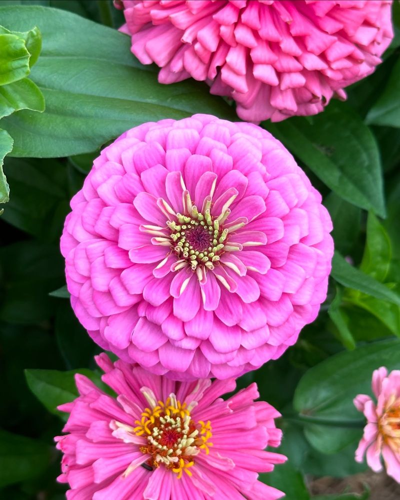 Zinnia Elegance