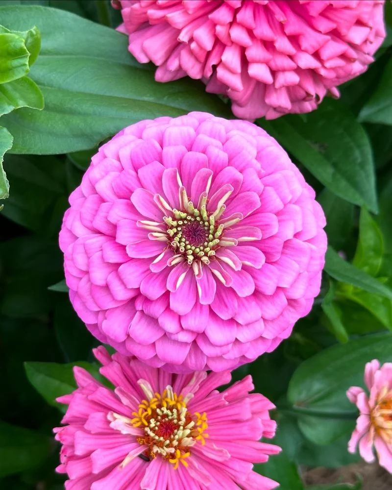 Zinnia Elegance