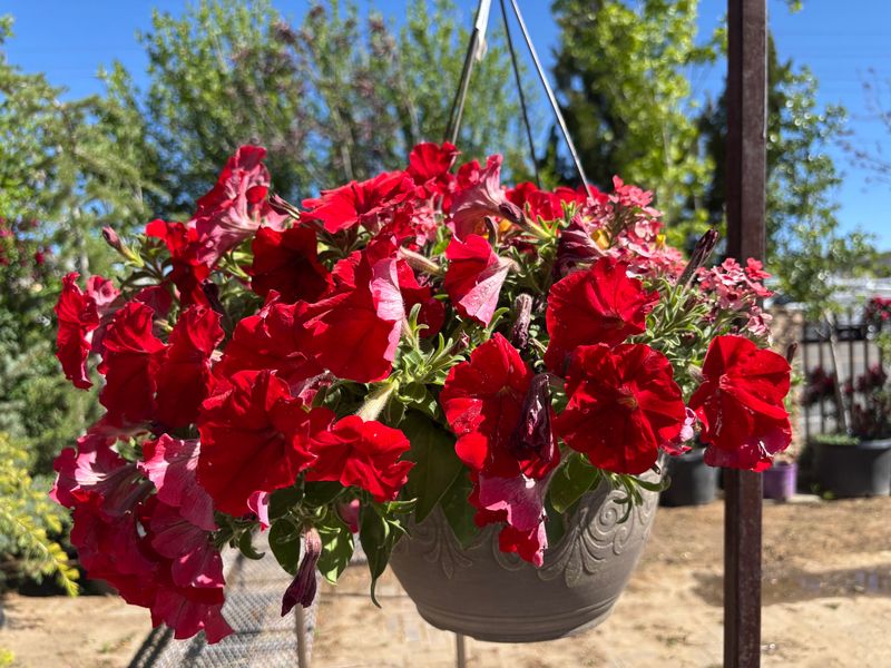 Petunia (Red Varieties)