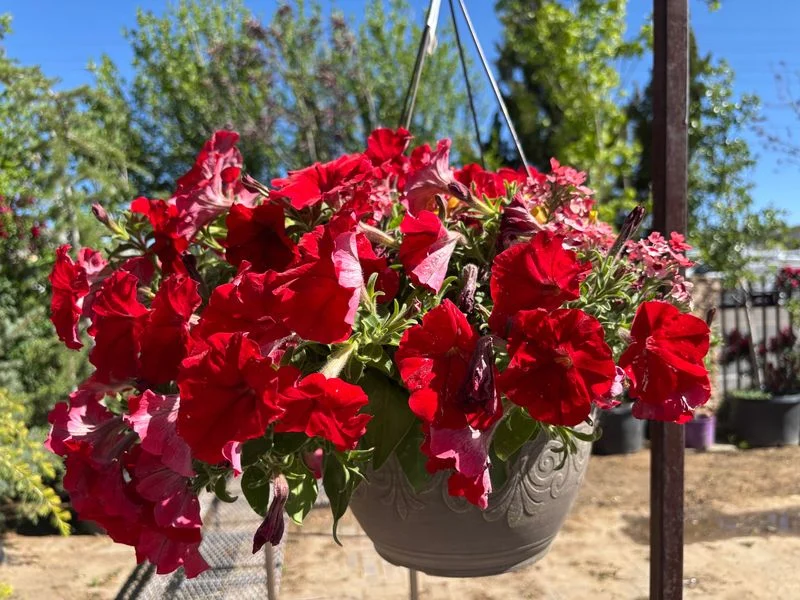 Petunia (Red Varieties)