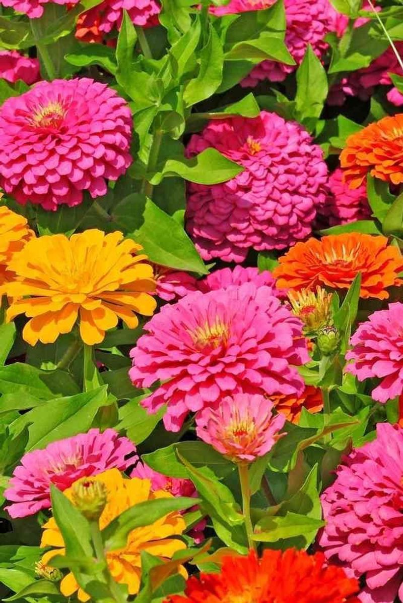Zinnias