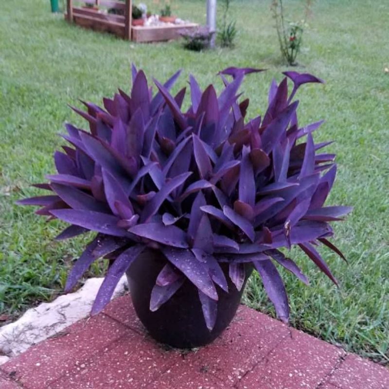 Purple Heart