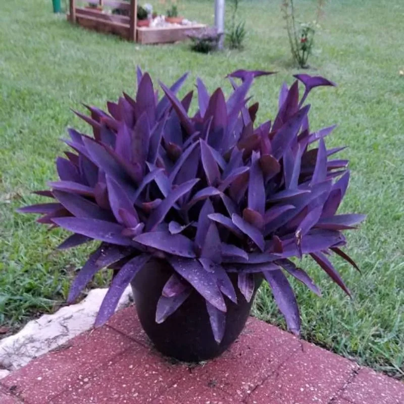 Purple Heart