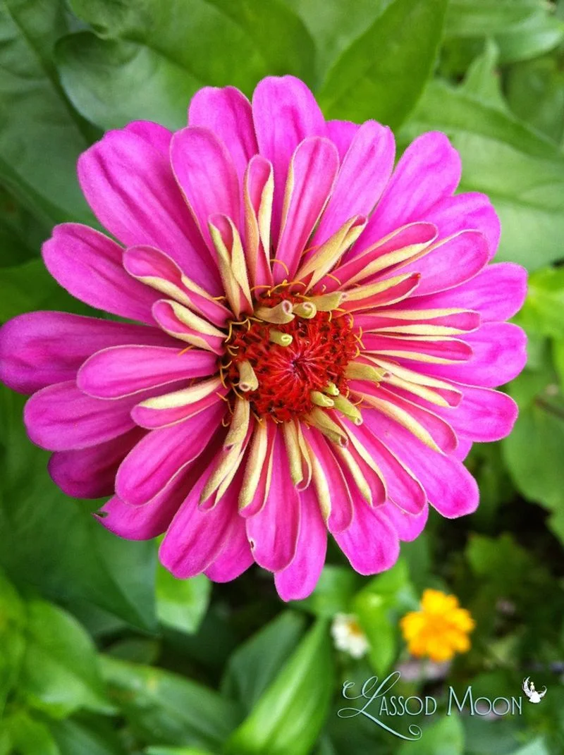Zinnias