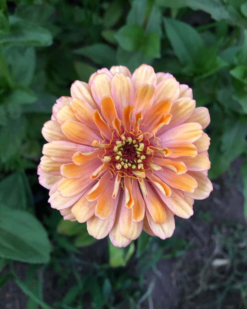 Zinnias