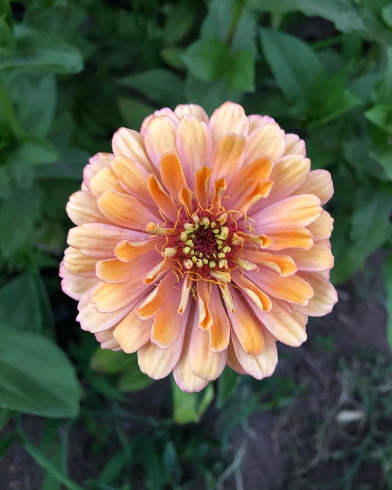 Zinnias
