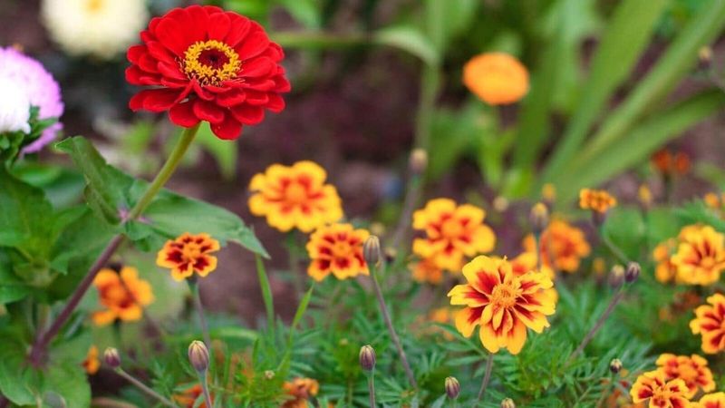 Zinnias and Marigolds