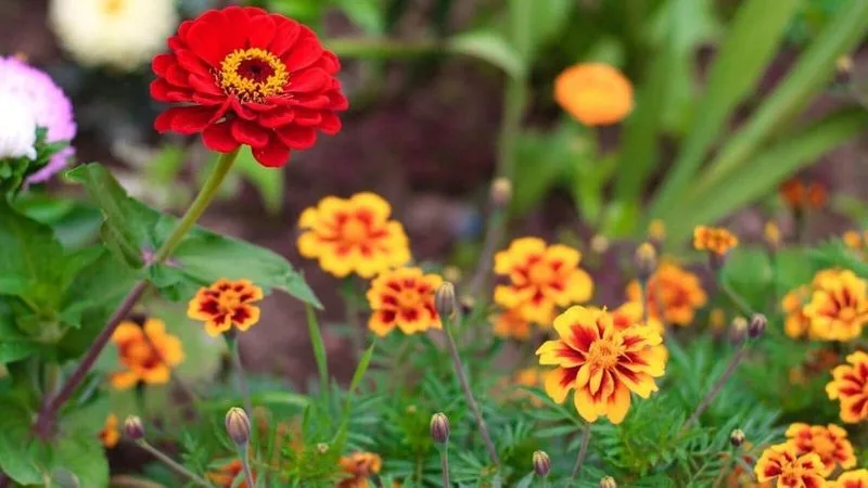Zinnias and Marigolds