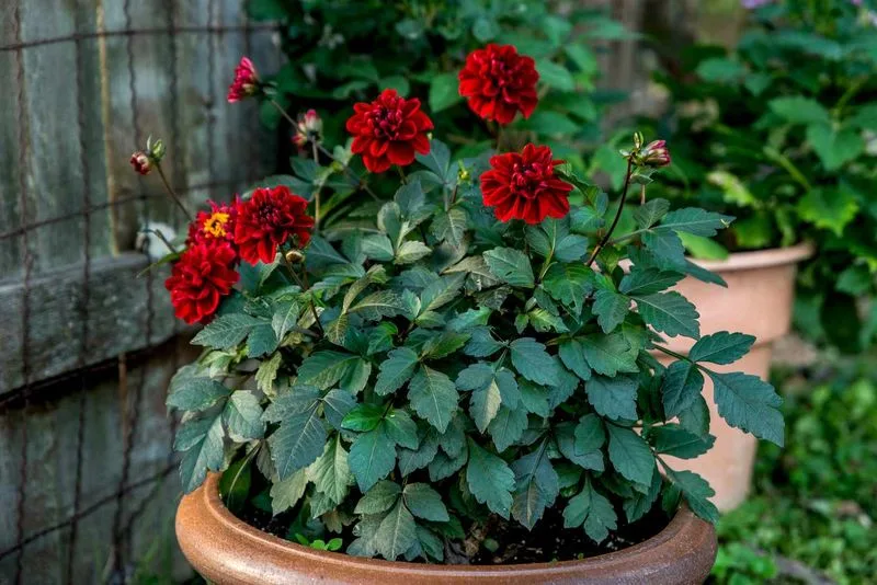 Dahlias