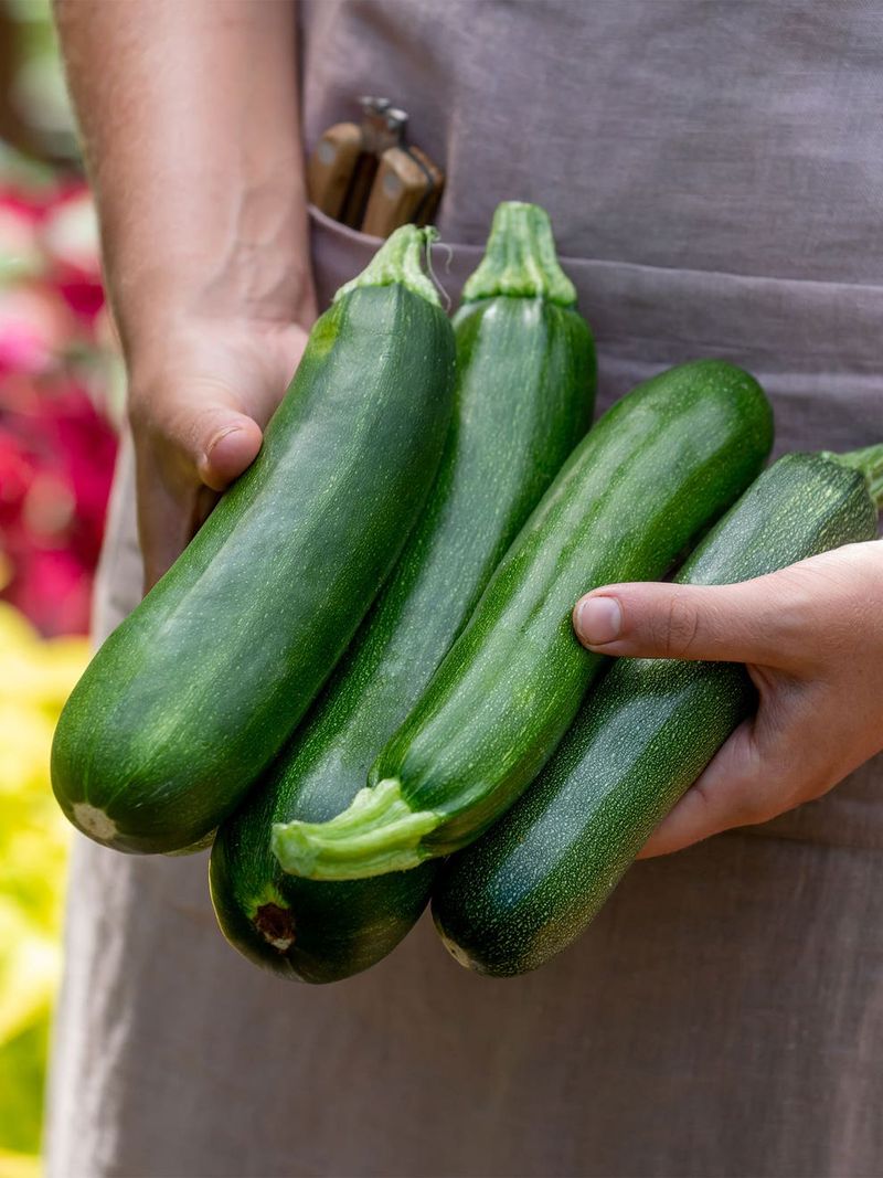 Zucchini
