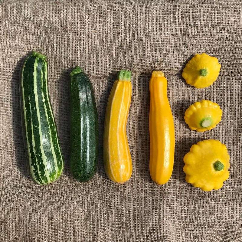 Zucchini