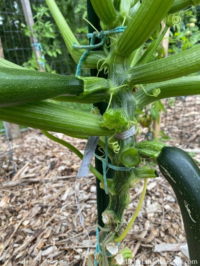 Zucchini
