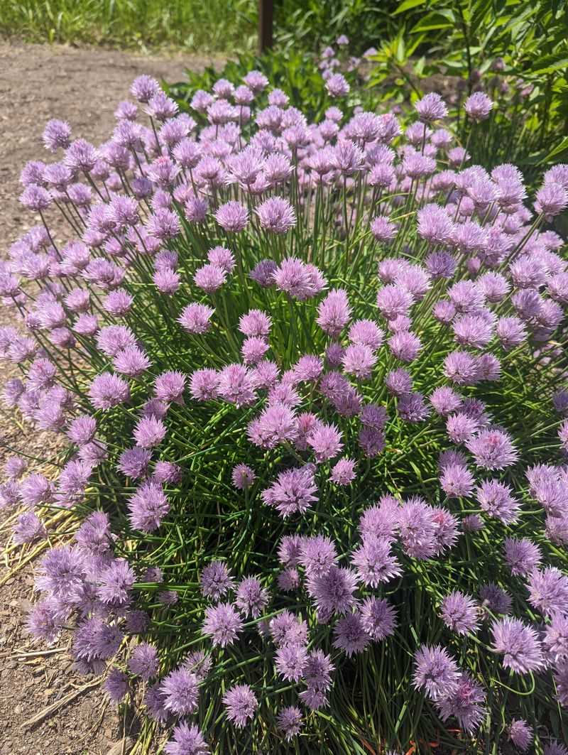 Chives