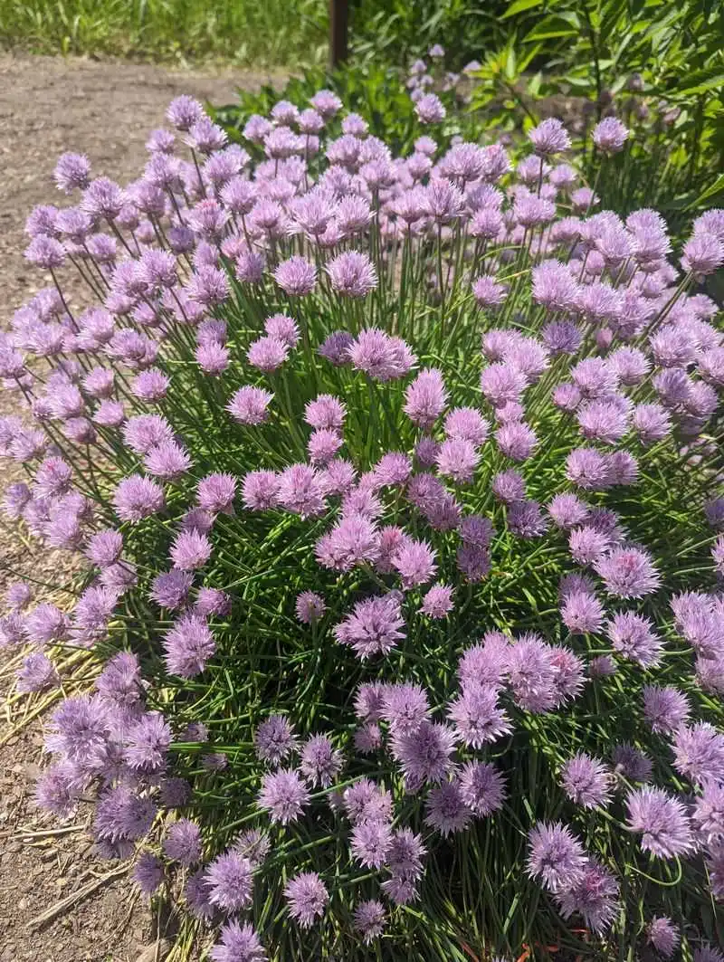 Chives