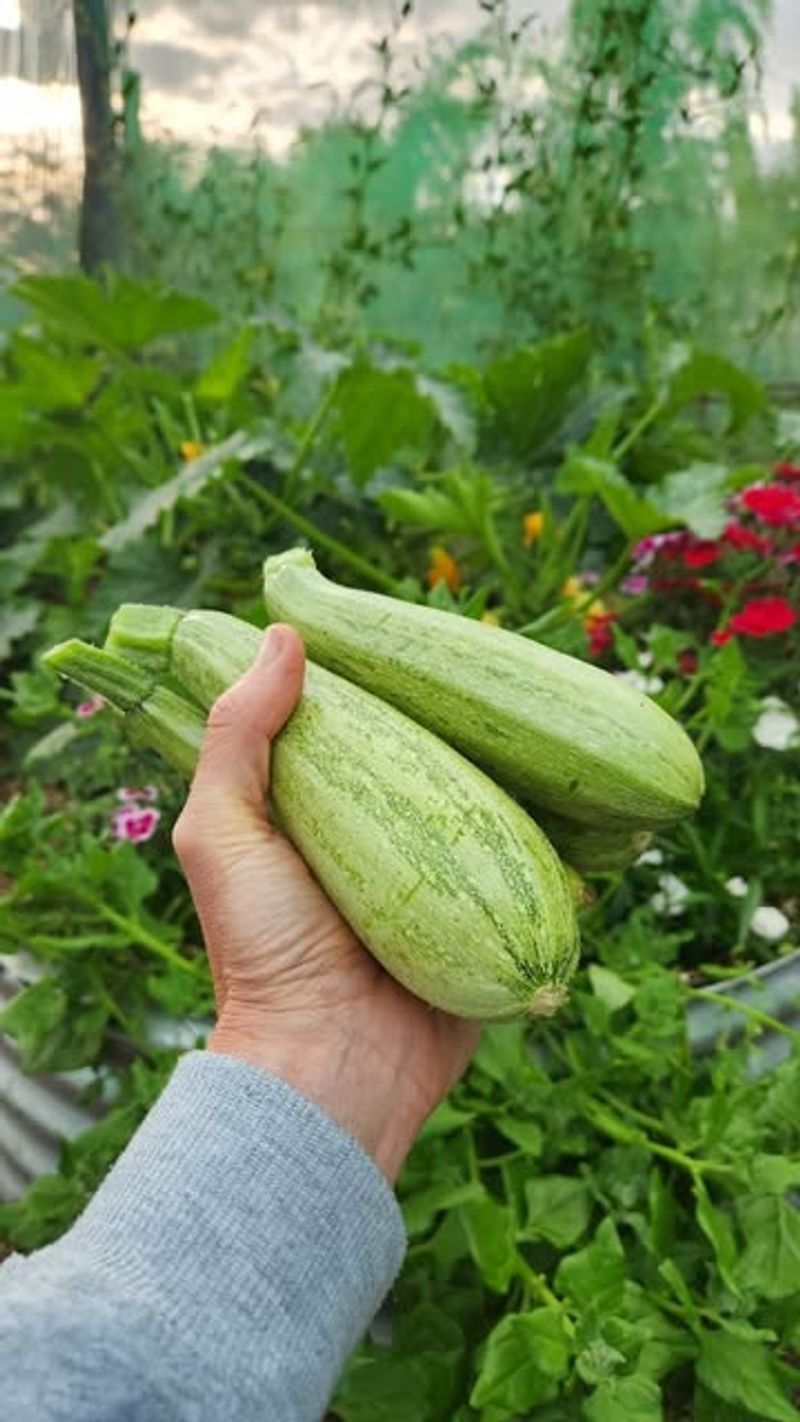 Zucchini