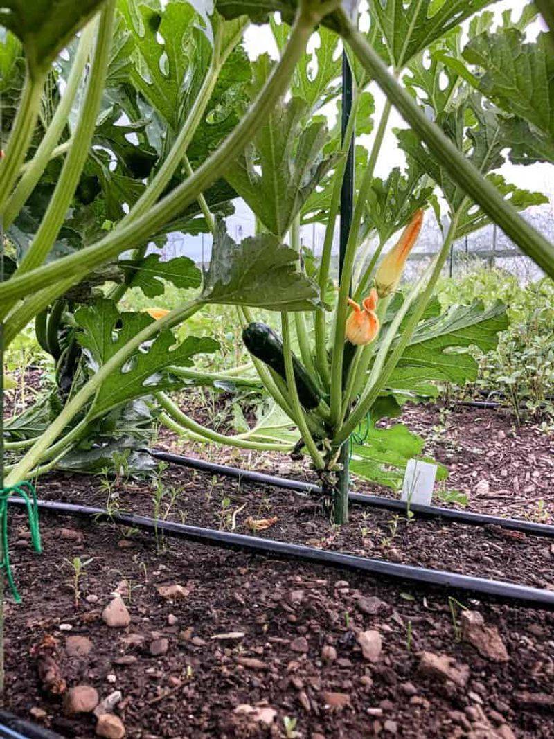 Zucchini
