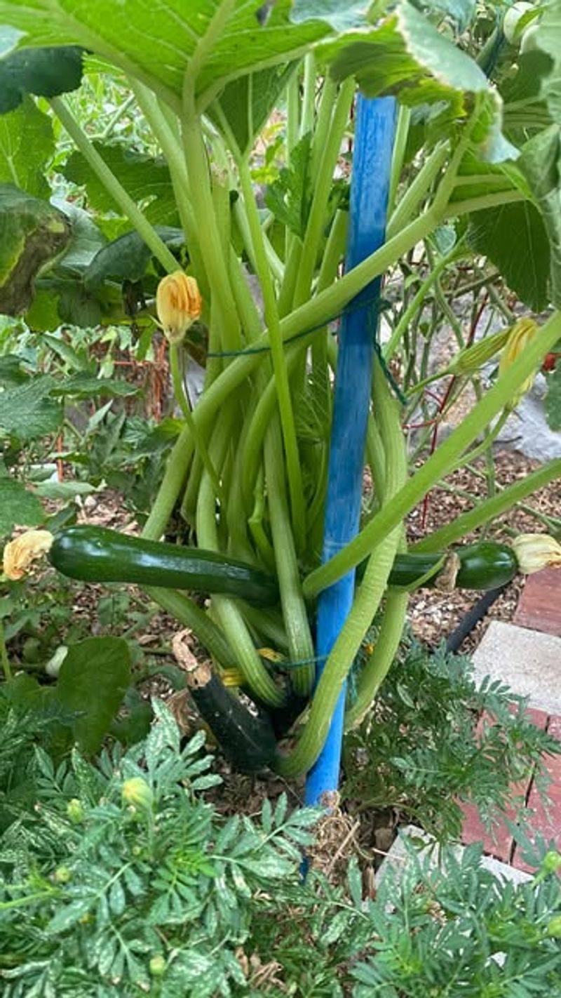 Zucchini