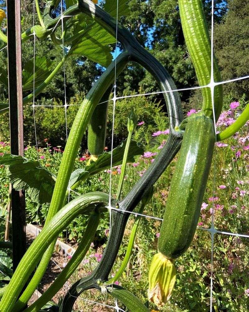 Zucchini