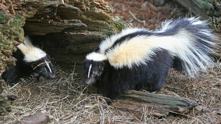 10 Clues A Skunk Could Be Living Near Your Pennsylvania Garden