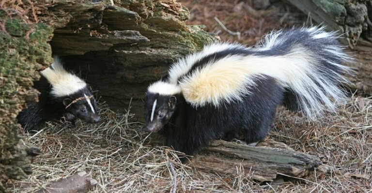 10 Clues A Skunk Could Be Living Near Your Pennsylvania Garden