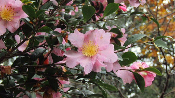 10 Compact Flowering Shrubs Perfect For Small Georgia Front Yards