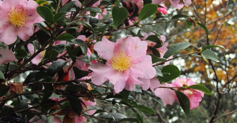 10 Compact Flowering Shrubs Perfect For Small Georgia Front Yards
