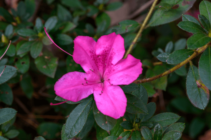 Encore Azalea