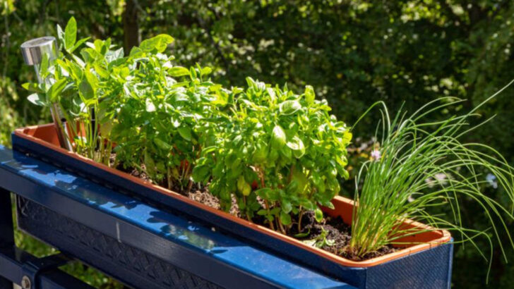 10 Easy Herbs That Grow Surprisingly Well On Small Apartment Balconies