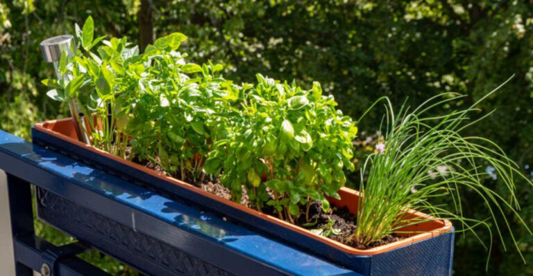 10 Easy Herbs That Grow Surprisingly Well On Small Apartment Balconies