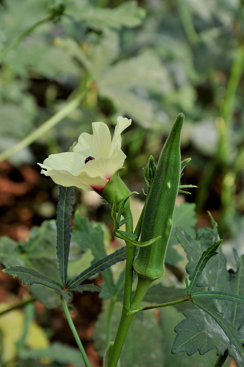 Okra