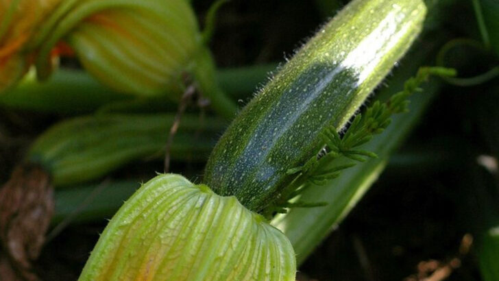 10 Easy Vegetables North Carolina Gardeners Still Have Time To Plant In June