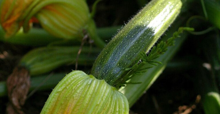 10 Easy Vegetables North Carolina Gardeners Still Have Time To Plant In June