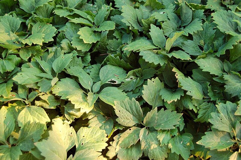 Allegheny Spurge