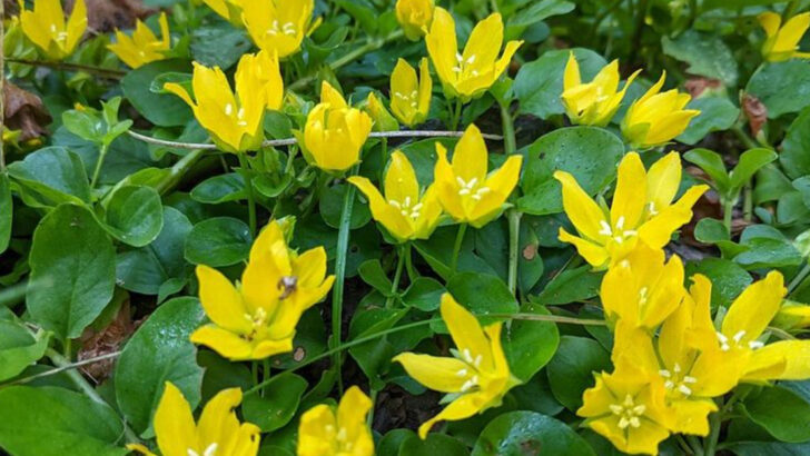 10 Fast-Spreading Ground Covers That Work Well In Shady North Carolina Yards