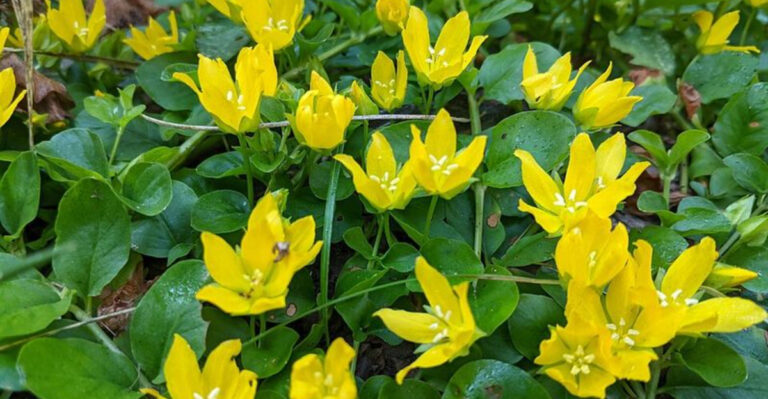 10 Fast-Spreading Ground Covers That Work Well In Shady North Carolina Yards