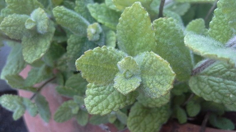 Mint
