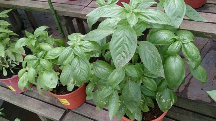 10 Florida Herbs That Grow Better In Containers Than Garden Beds