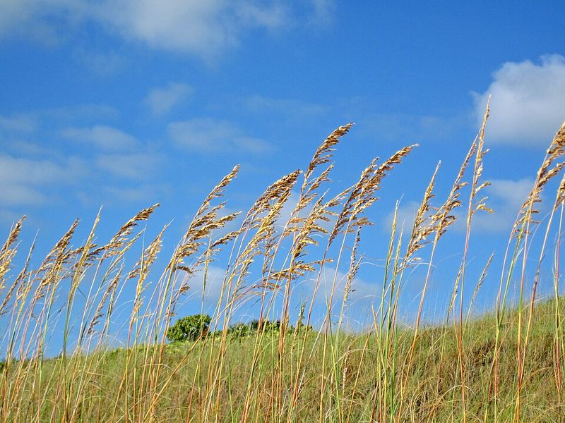 Sea Oats