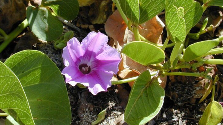 10 Florida Native Plants That Handle Coastal Conditions Surprisingly Well