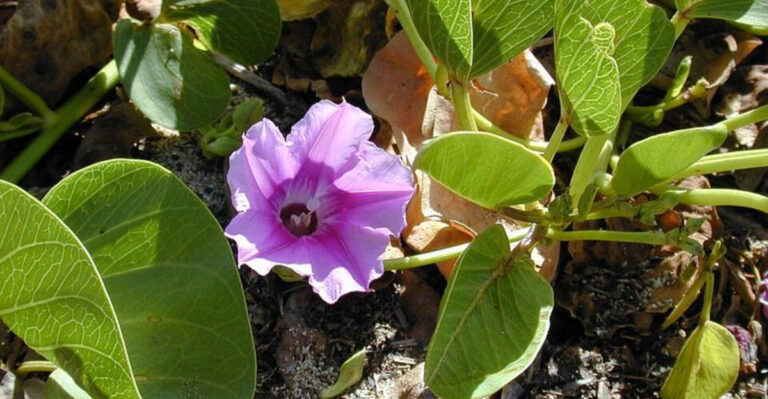 10 Florida Native Plants That Handle Coastal Conditions Surprisingly Well
