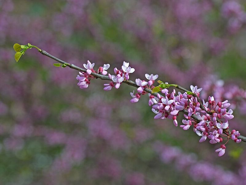 Eastern Redbud