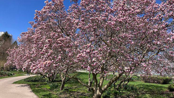10 Flowering Trees North Carolina Homeowners Are Choosing Instead Of Crape Myrtle